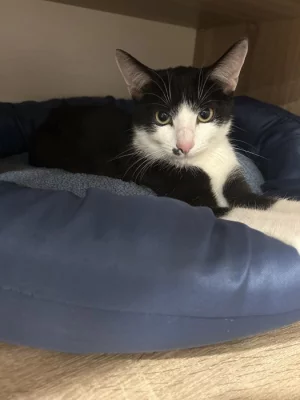 Kocour Charlie