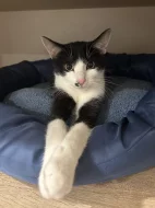 Kocour Charlie