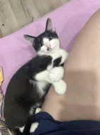 Kocour Charlie