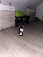 Kocour Charlie
