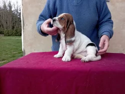 Basset hound štěňata