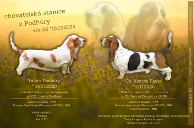 Basset hound štěňata