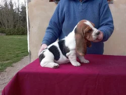 Basset hound štěňata