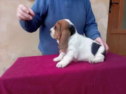 Basset hound štěňata
