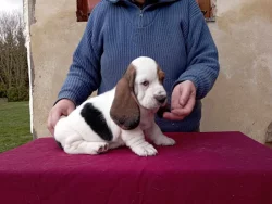 Basset hound štěňata