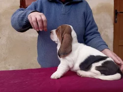 Basset hound štěňata