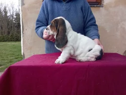 Basset hound štěňata
