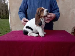 Basset hound štěňata