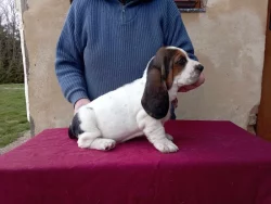 Basset hound štěňata
