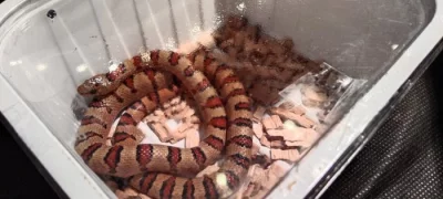 Korálovky-lampropeltis mexicana thayeri