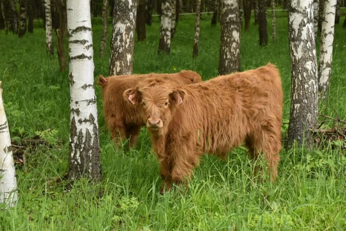 Prodám dva býčky Highland-Skotský náhorní skot