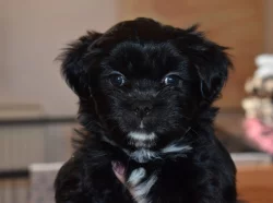 Lhasa apso štěňátka