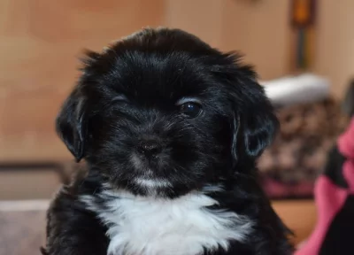 Lhasa apso štěňátka