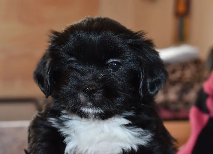 Lhasa apso štěňátka