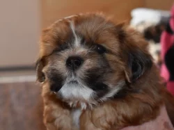 Lhasa apso štěňátka