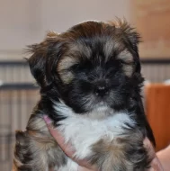 Lhasa apso štěňátka