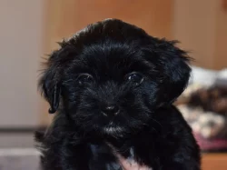 Lhasa apso štěňátka