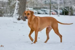 Prodej štěňat rhodéský ridgeback s PP