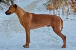 Prodej štěňat rhodéský ridgeback s PP
