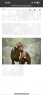 Prodej štěňat rhodéský ridgeback s PP