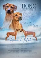 Prodej štěňat rhodéský ridgeback s PP