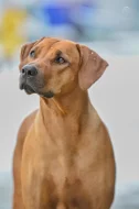 Prodej štěňat rhodéský ridgeback s PP