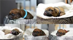 Prodej štěňat rhodéský ridgeback s PP