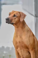 Prodej štěňat rhodéský ridgeback s PP