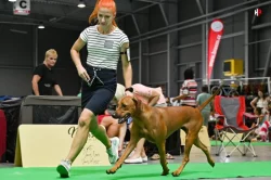 Prodej štěňat rhodéský ridgeback s PP