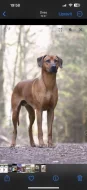 Prodej štěňat rhodéský ridgeback s PP