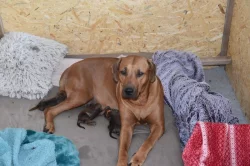 Prodej štěňat rhodéský ridgeback s PP