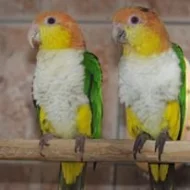 Pyrrhura.CZ – papoušci Jižní Ameriky