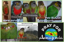 Pyrrhura.CZ – papoušci Jižní Ameriky