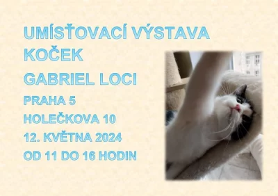 Umísťovací výstava koček