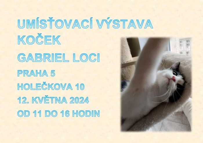 Umísťovací výstava koček