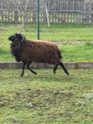 Quessant beránek