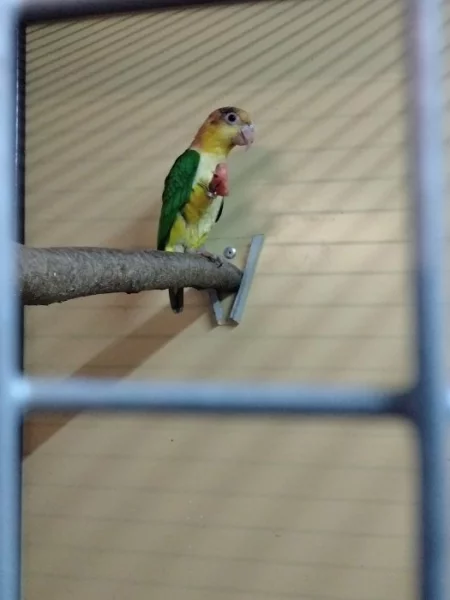 Samice amazonek bělobřichý
