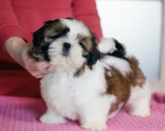 Štěňátka Shih-tzu s PP(shi-tzu, shihtzu)