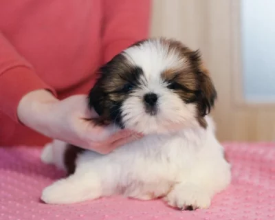 Štěňátka Shih-tzu s PP(shi-tzu, shihtzu)