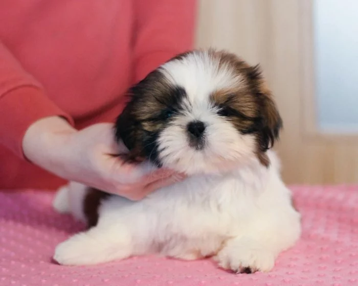 Štěňátka Shih-tzu s PP(shi-tzu, shihtzu)