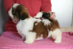 Štěňátka Shih-tzu s PP(shi-tzu, shihtzu)