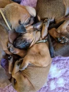 Rhodéský Ridgeback - vrh A - volná štěňátka