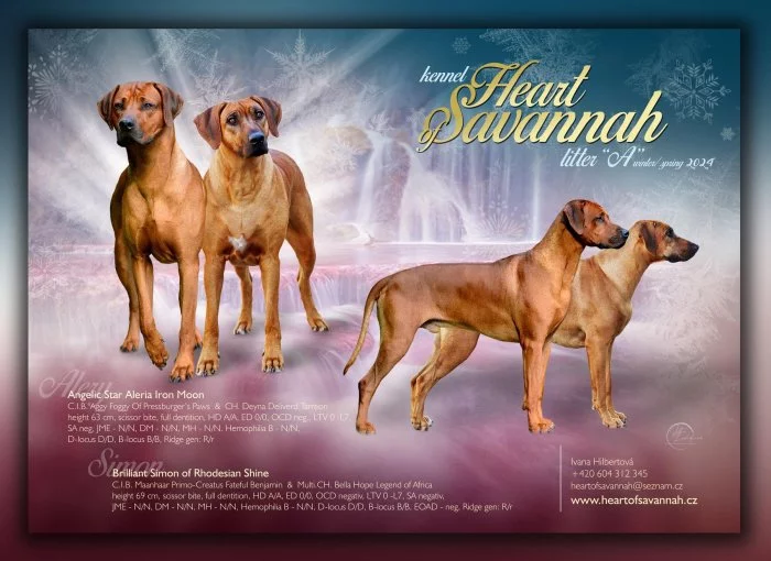Rhodéský Ridgeback - vrh A - volná štěňátka