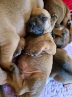 Rhodéský Ridgeback - vrh A - volná štěňátka