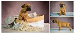 Rhodéský Ridgeback - vrh A - volná štěňátka