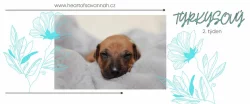 Rhodéský Ridgeback - vrh A - volná štěňátka