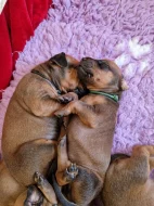 Rhodéský Ridgeback - vrh A - volná štěňátka