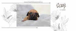 Rhodéský Ridgeback - vrh A - volná štěňátka