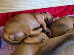 Rhodéský Ridgeback - vrh A - volná štěňátka