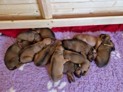Rhodéský Ridgeback - vrh A - volná štěňátka